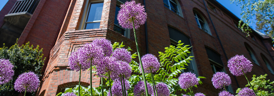 Purple elliums bloom in front of Demaray Hall