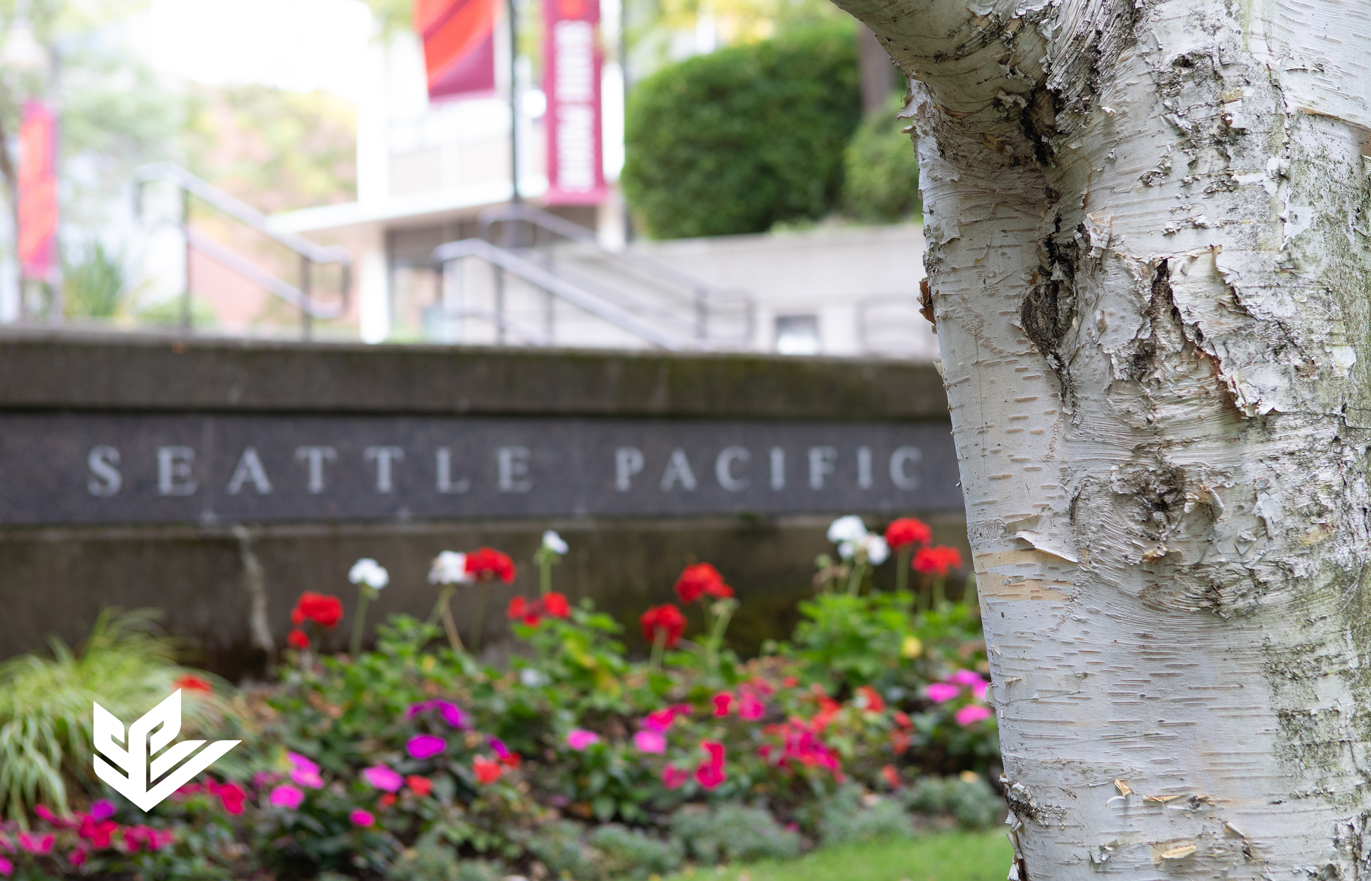 A summertime image of the Seattle Pacific University's Martin Square in the distance with flowers in front of the marble signage and a birch tree in the foreground 