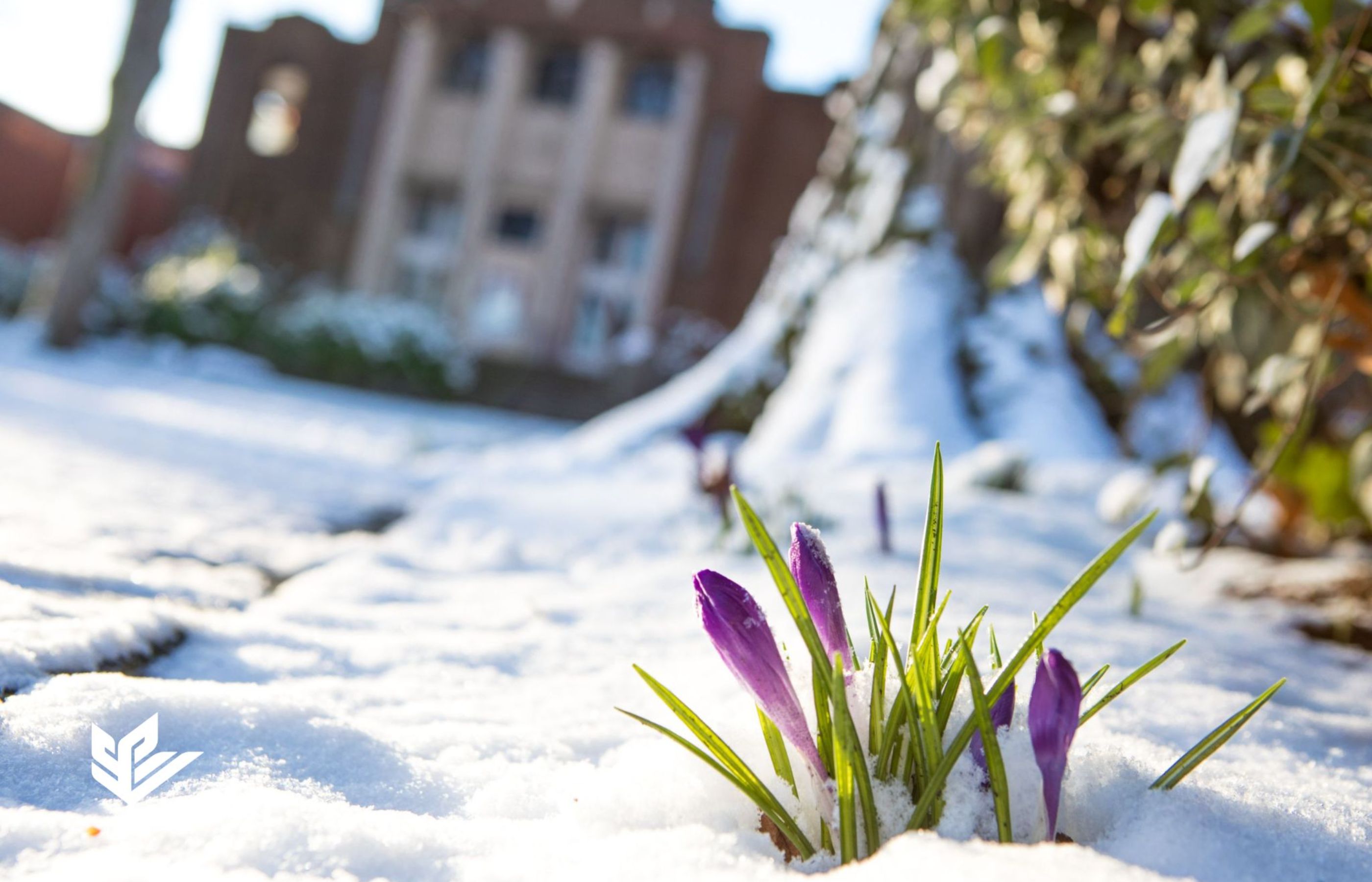 McKinley Hall, home to the E.E. Bach Theatre, sits in the white winter snow and purple flower shoots in the foreground