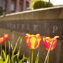 Summer tulips on SPU campus