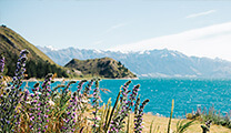 Image from New Zealand showing a beach and mountains with flowers
