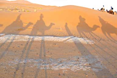 Silhouettes of camels on the sand
