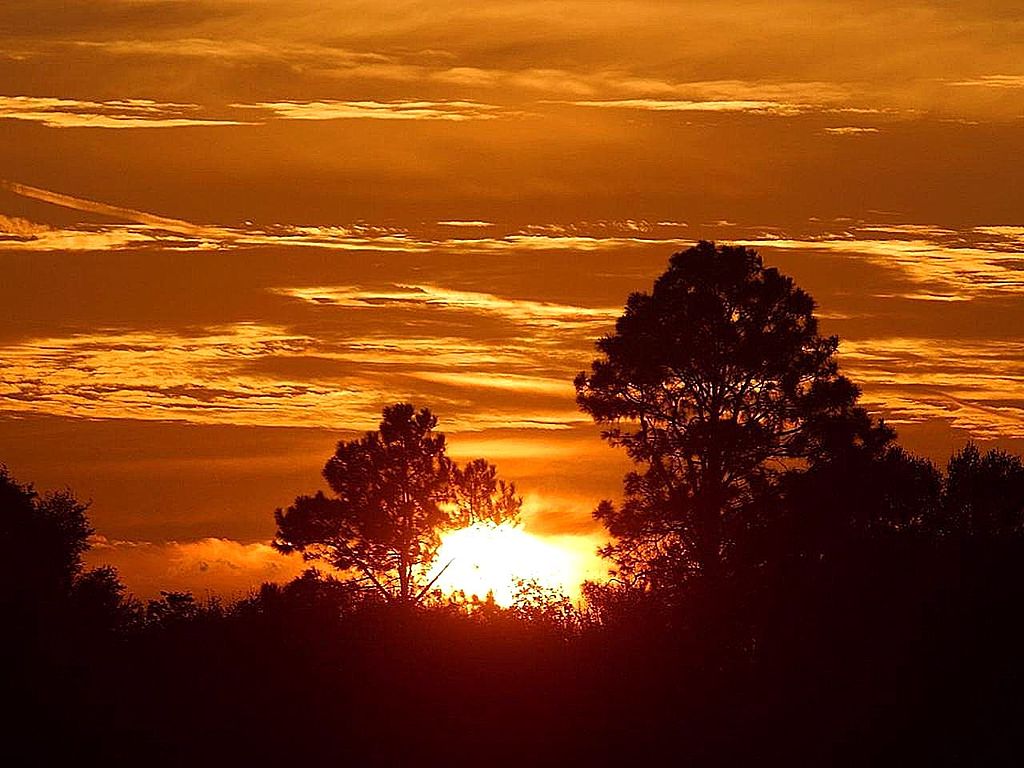 sunrise in orange sky above African tree