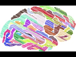 Illustration of a Human Brain