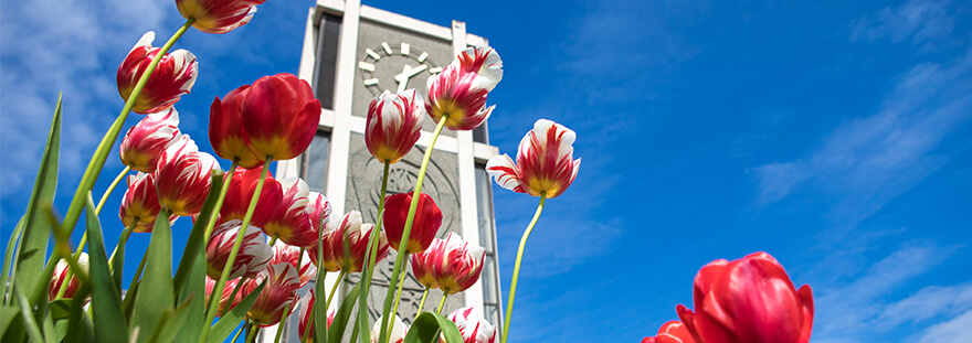 Red and white tulips in front of SPU