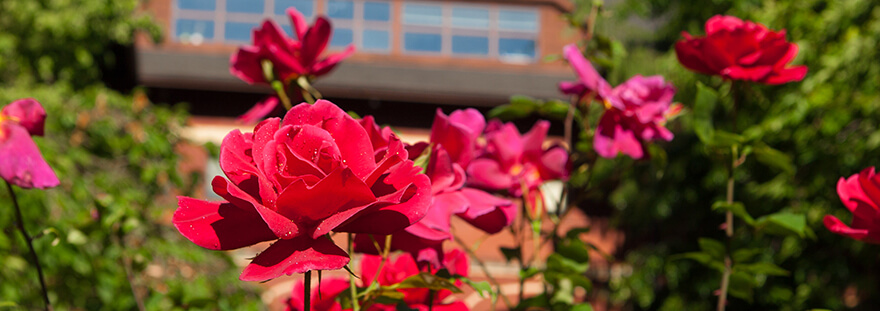 red roses in front of Peterson Hall