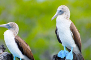 Two birds from the Galapagos Islands