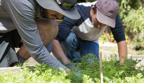 Two SPU students gardening