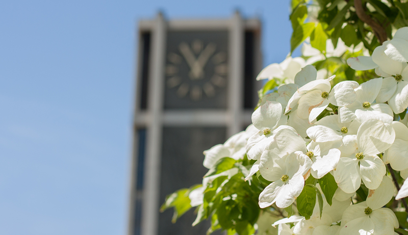 Demaray Hall as seen in the background behind white spring blooms