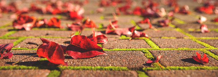 Leaves on the ground at SPU