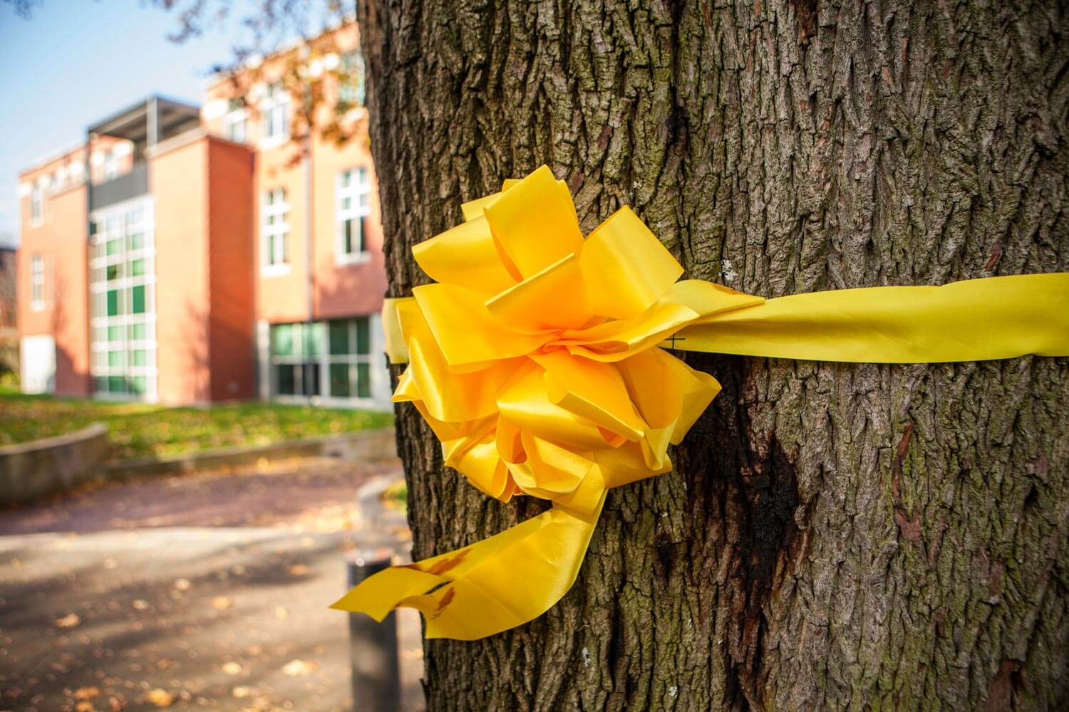 Yellow ribbon on tree