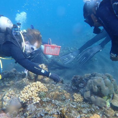 In the SPU Study Abroad coral restoration class last August, students set up fragments on a nursery table in the waters of Bali. 