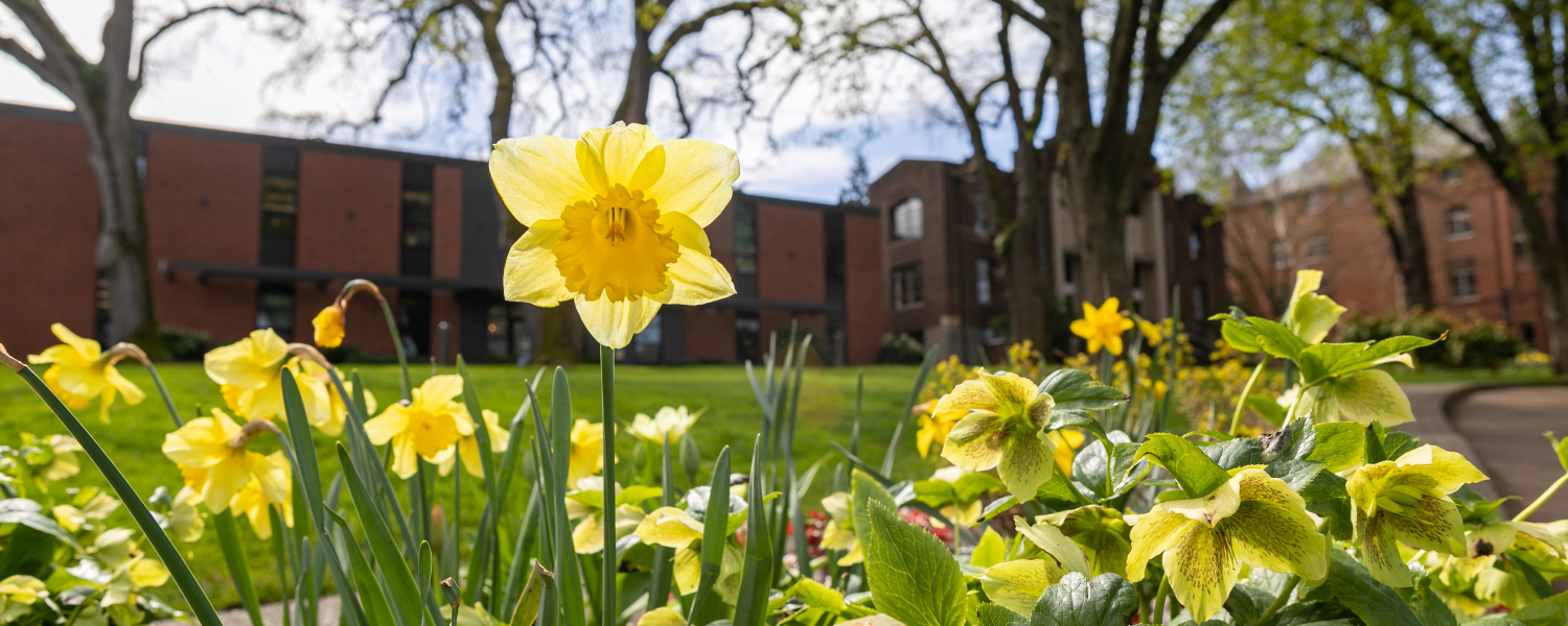 Yellow daffodils bloom, with Crawford Music Building, McKinley Hall, and Alexander and Adelaide Hall in the background
