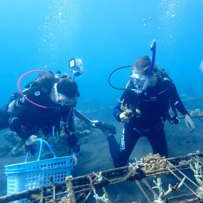students underwater wearing scuba gear planting coral on reef beds