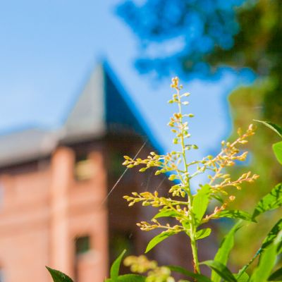 Alexander and Adelaide Hall stands in the background with winter foliage in front of it