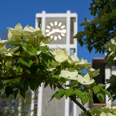 Demaray Hall Clock Tower rises above spring flowers on the SPU campus