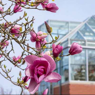 Pink spring flowers with the Eaton Science Building in the background on the SPU campus