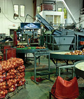 In the fall, the sorting and packing lines at Judel Marketing International hum with potatoes one day, onions the next.