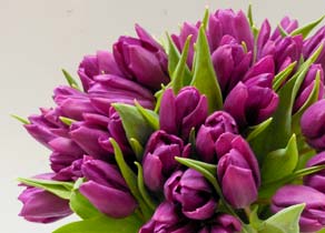 Tulips in a bouquet