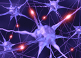 Neurons
