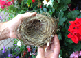 A bird's nest on the SPU campus