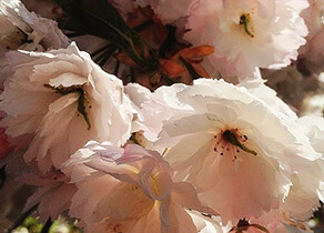 Image showing a close-up of a blossom cherry flower