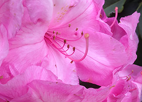 Close up of a pink Rhody flower