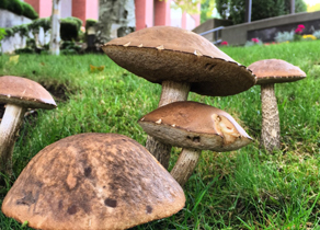 Mushrooms found on SPU campus