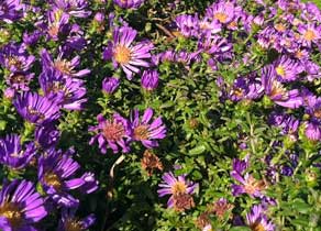 Asters up close