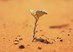 A small plant grows out of the dusty floor of a desert