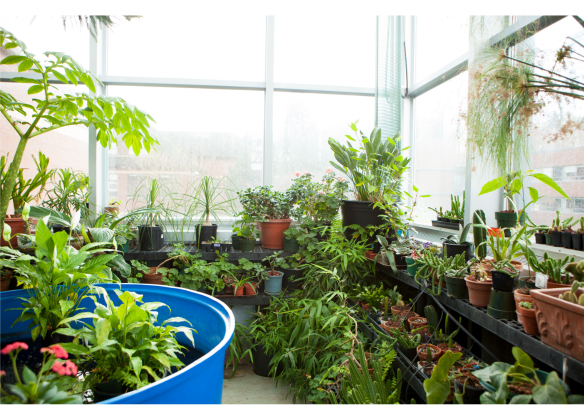 Eaton Hall greenhouse