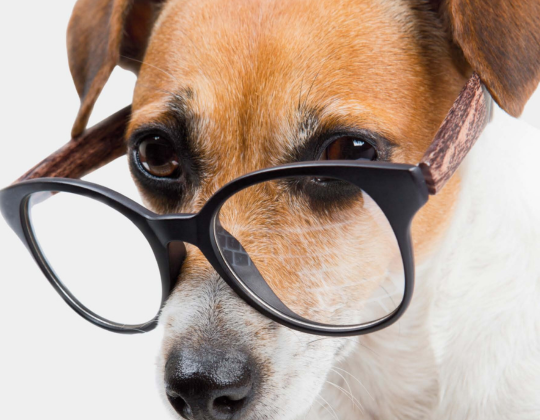 Close up of dog wearing glasses